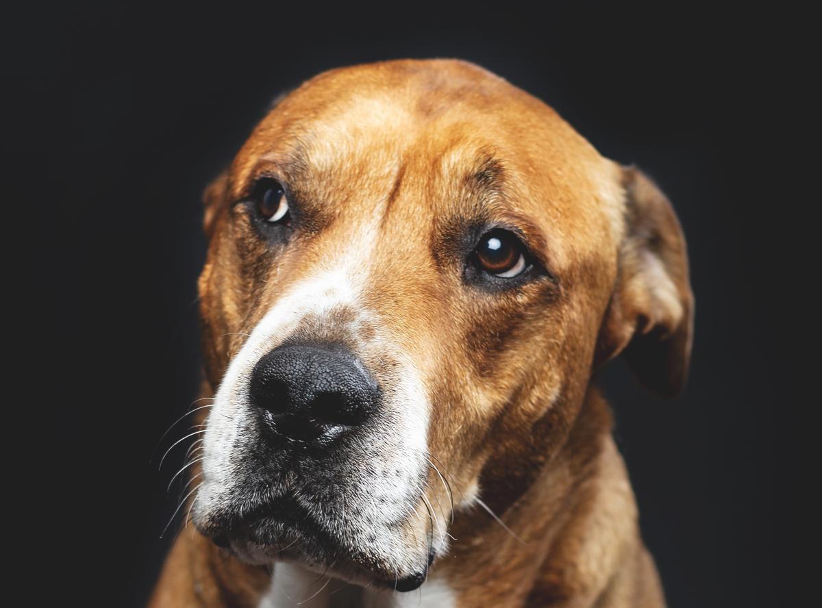 Blood in Dog Feces - Causes and Treatment