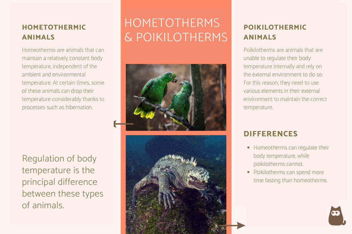 Homeothermic and Poikilothermic Animals