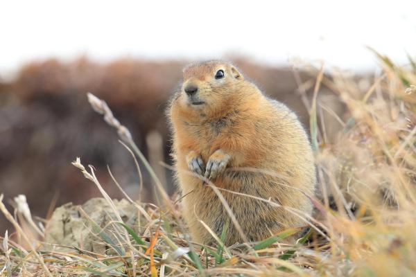 Homeothermic and Poikilothermic Animals - Homeothermic animals - definition and characteristics