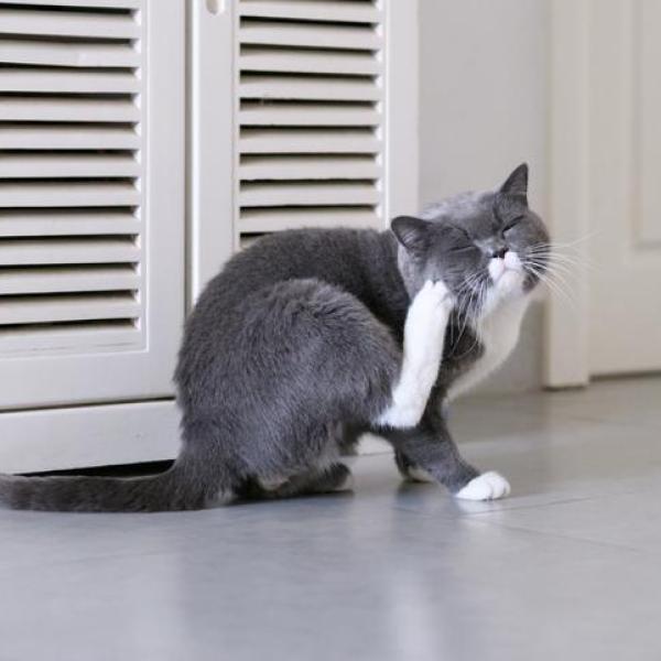 how to get my cat to stop scratching herself