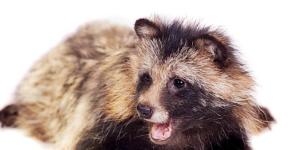 Raccoon Dogs as Pets: Guidelines and General Tips