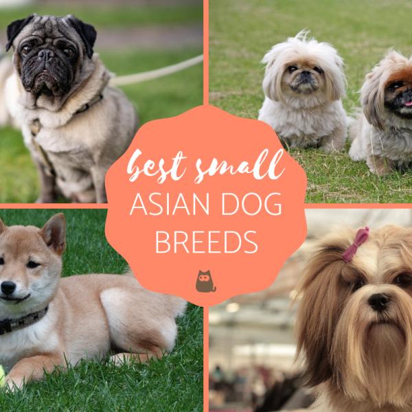 The Best Small Asian Dog Breeds