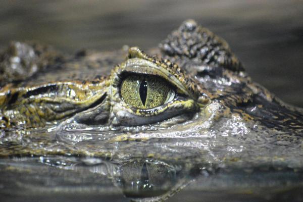 Fascinating Facts About Crocodiles - Crocodiles are capable of