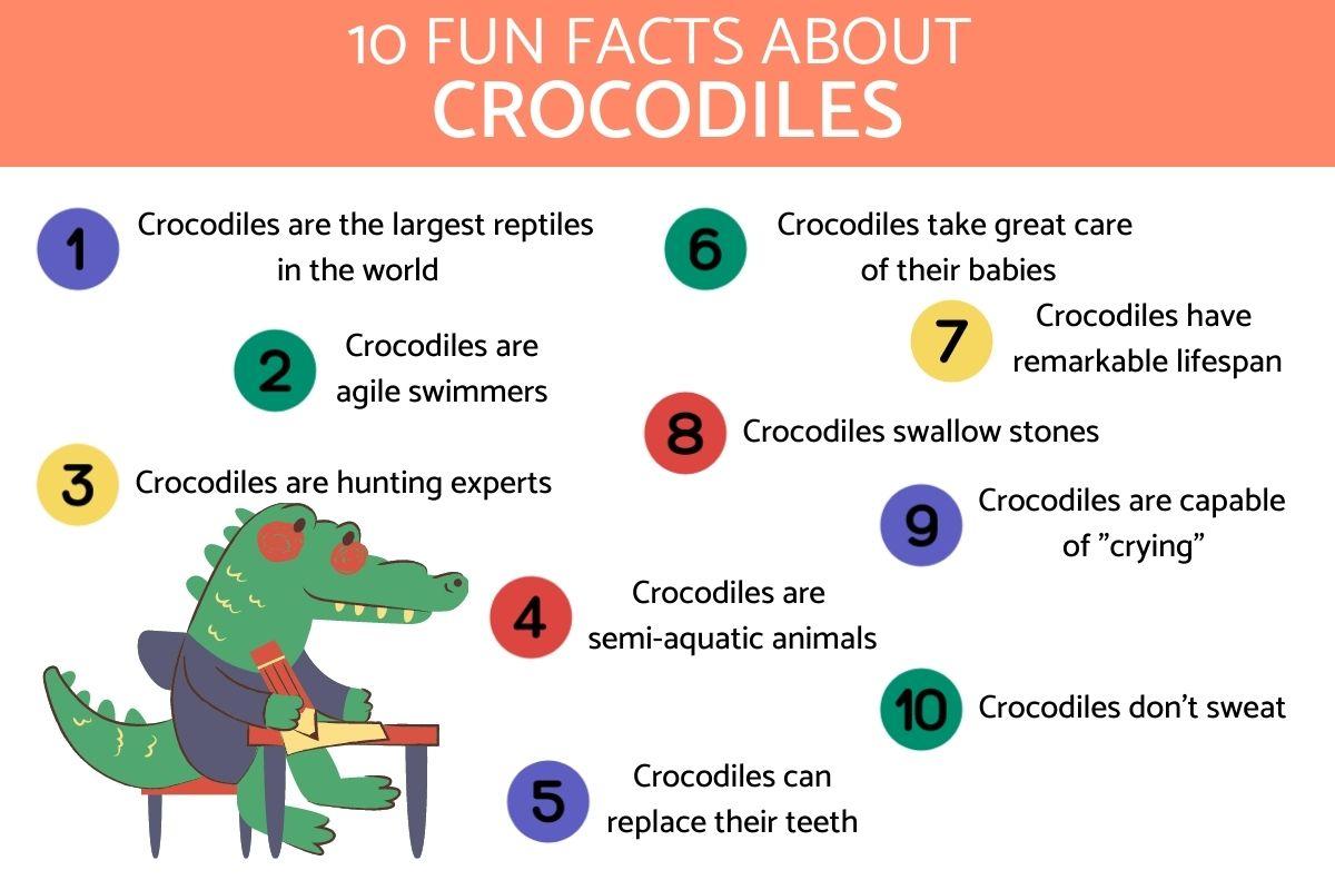 Fascinating Facts About Crocodiles