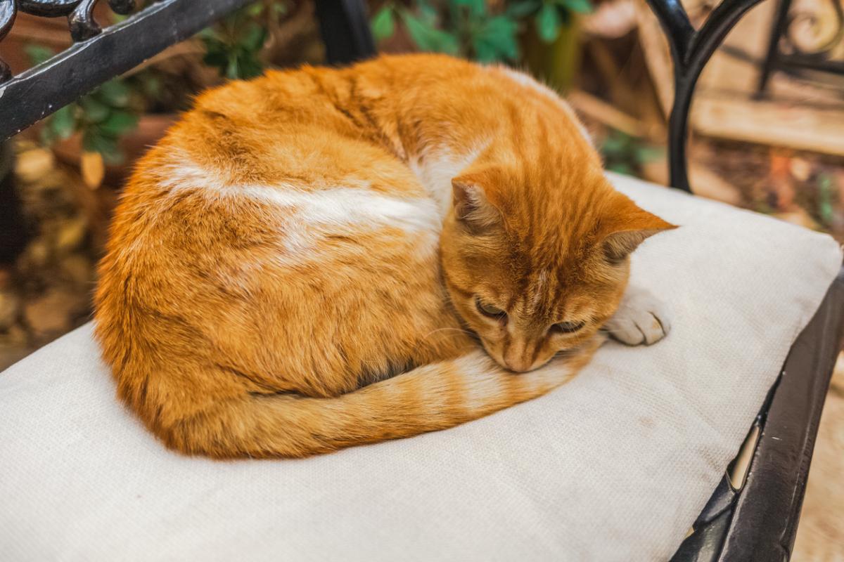 Why Do Cats Not Like Their Tail to Be Touched?