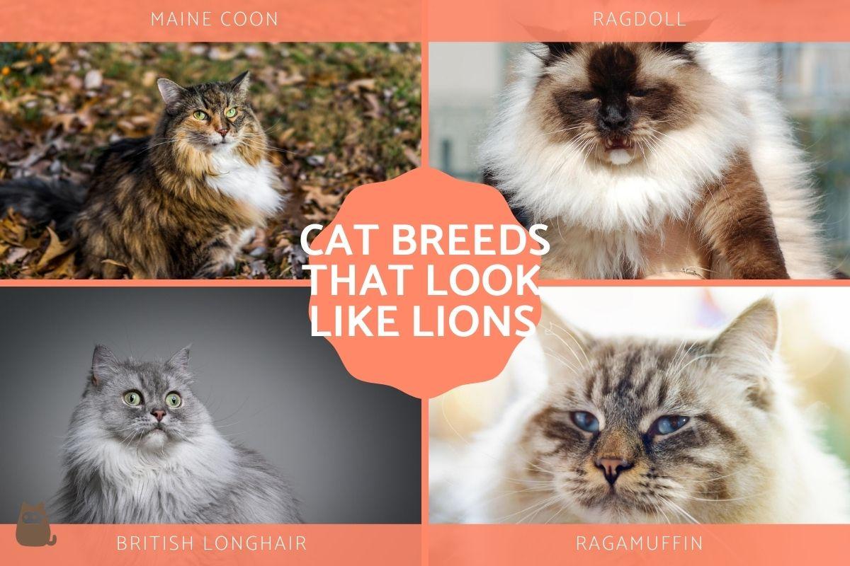 Cat Breeds That Look Like Lions