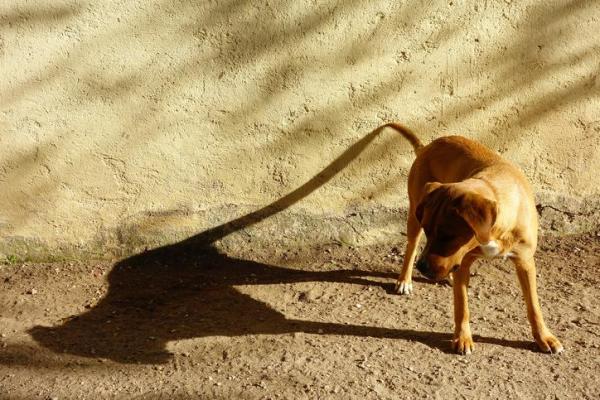 Why Is My Dog Chasing Shadows?