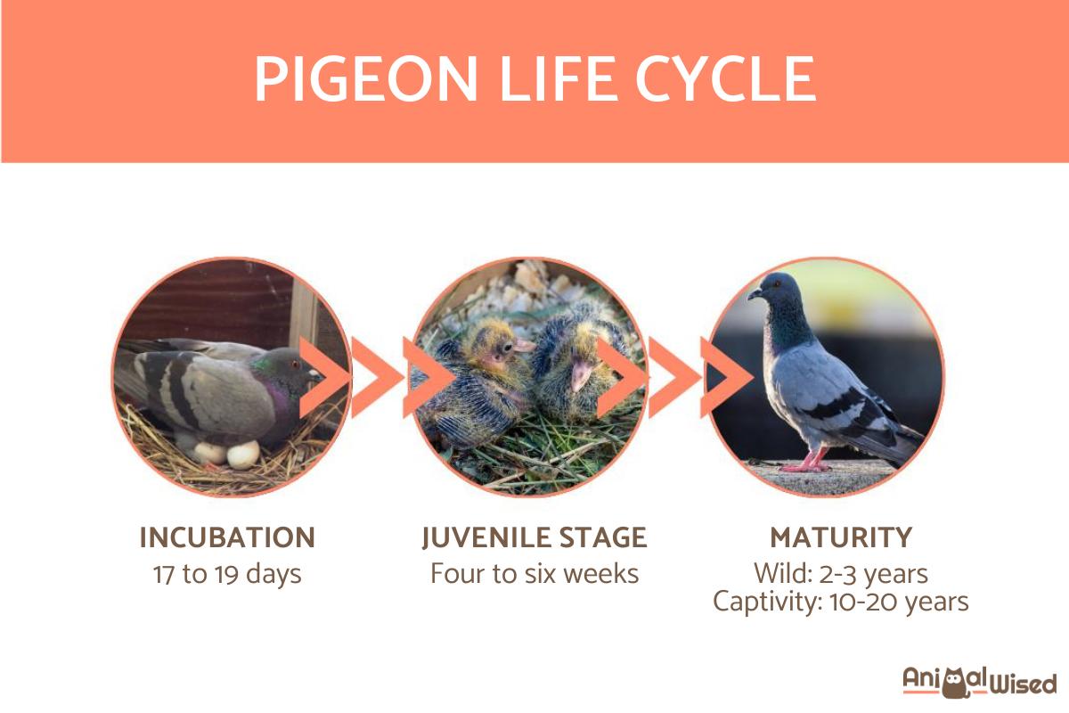 How Long Do Pigeons Live? - Lifespan of a Pigeon