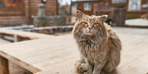 My Cat Smells Bad - Why and What to Do