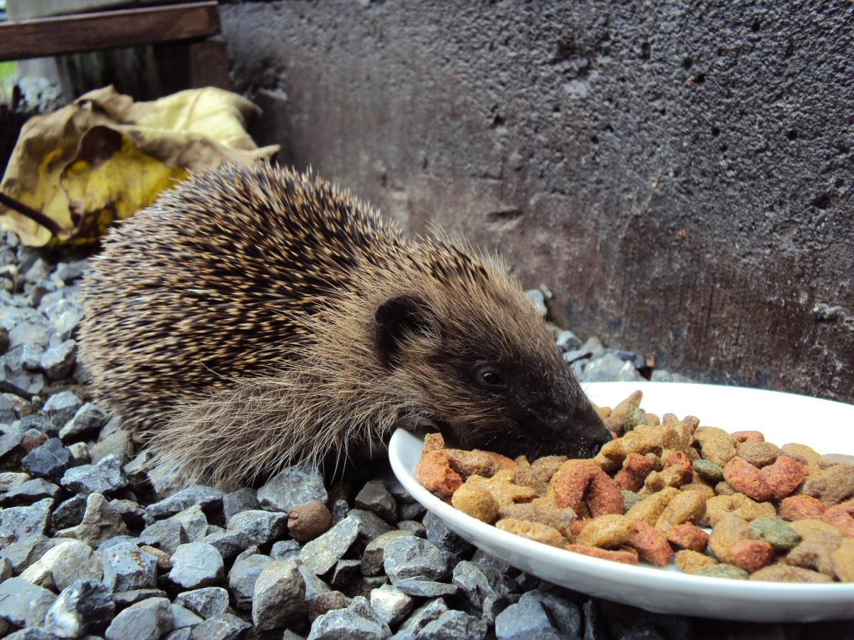 My Hedgehog is Not Eating - Causes & Treatment