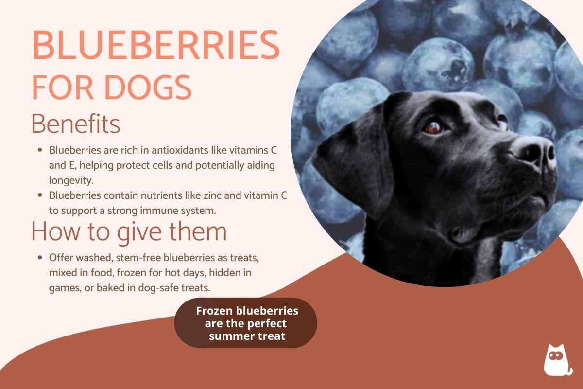Are Blueberries Safe for Dogs?