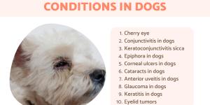 Common Eye Conditions in Dogs