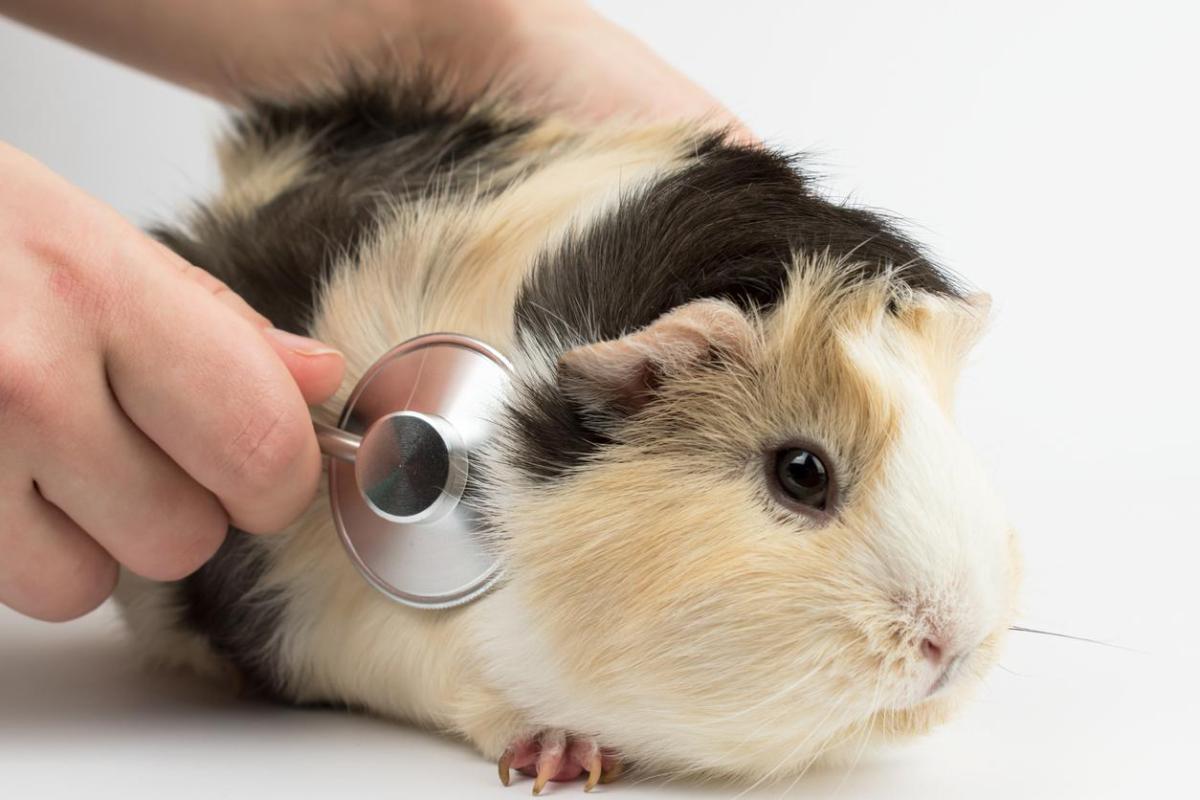 Ivermectin for Guinea Pigs - Dosage, Uses and Side Effects
