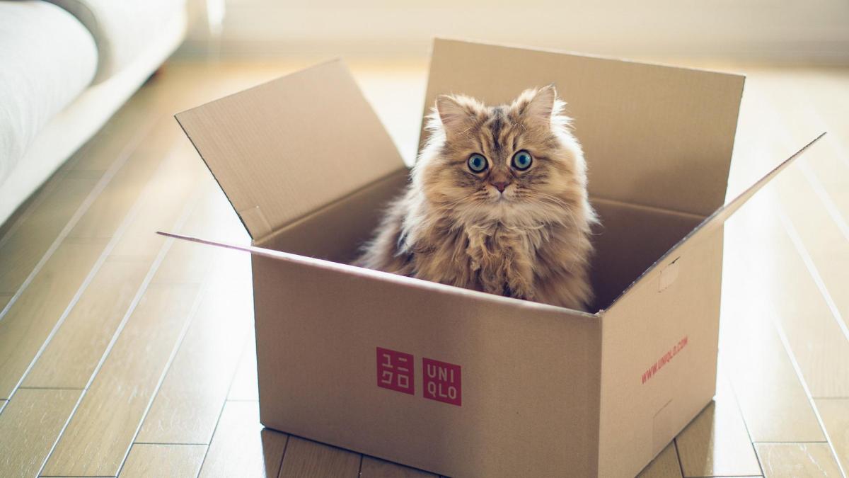 Why Are Cats Obsessed with Boxes?