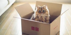 Why Are Cats Obsessed with Boxes?