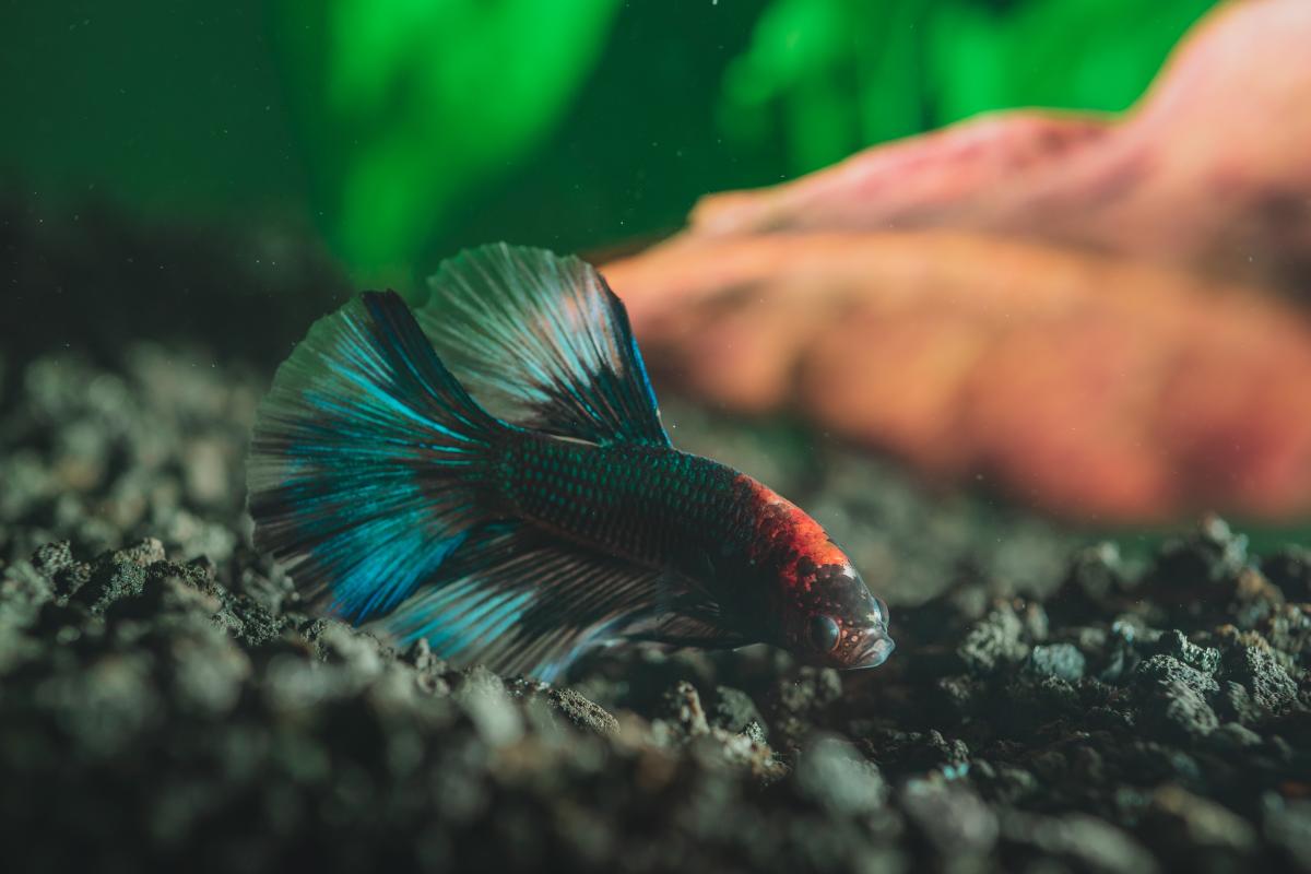 Why Isn't my Betta Fish Eating?