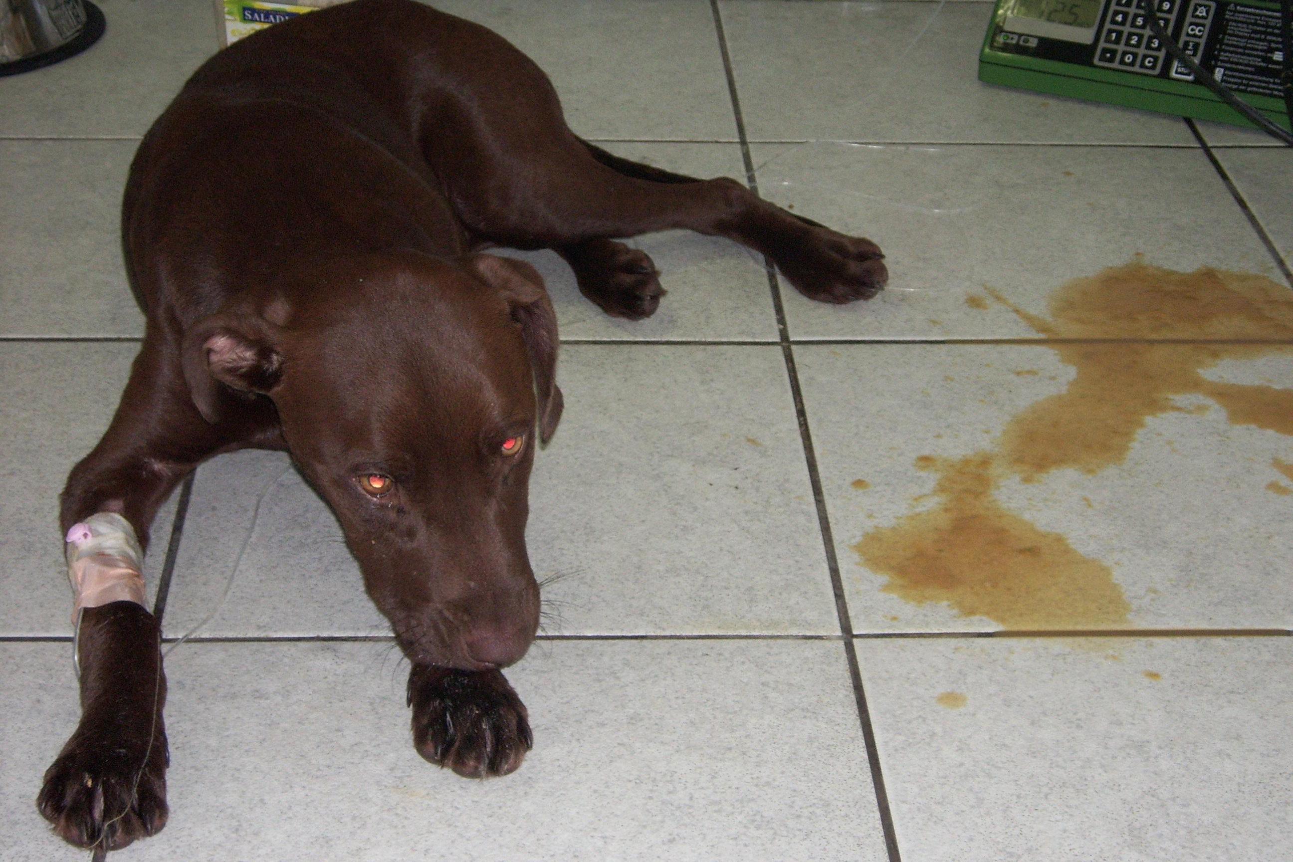 My Female Dog Has Vaginal Discharge Causes and Treatment