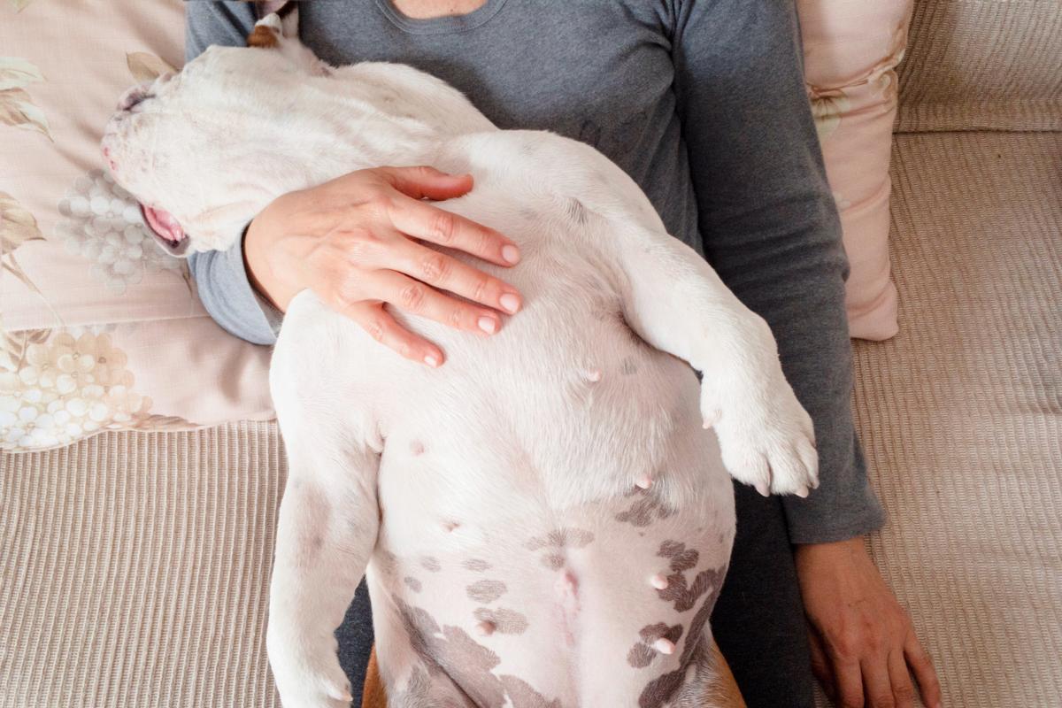 Why Does My Dog Lay on My Stomach?
