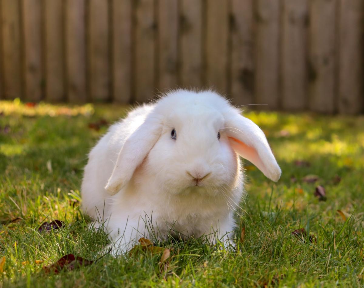 Can Pet Rabbits Be Potty Trained?