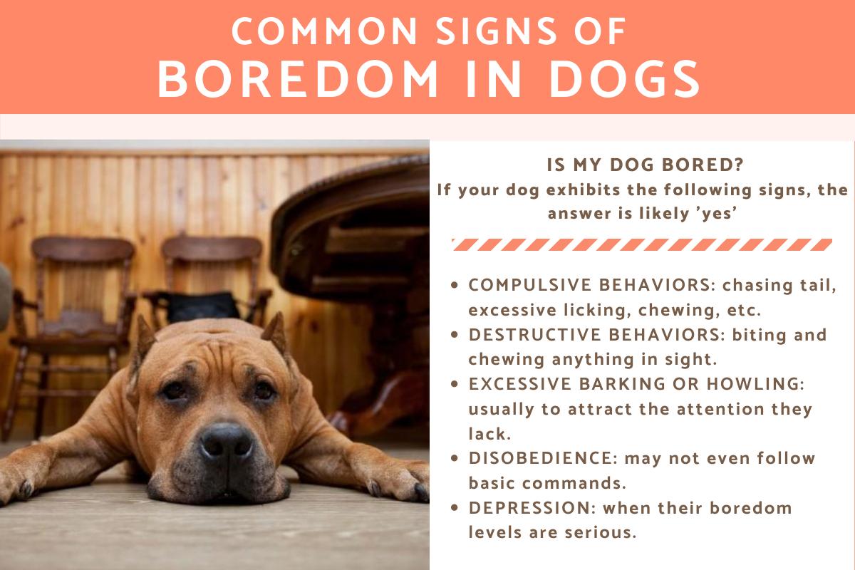 How to Know if Your Dog Is Bored