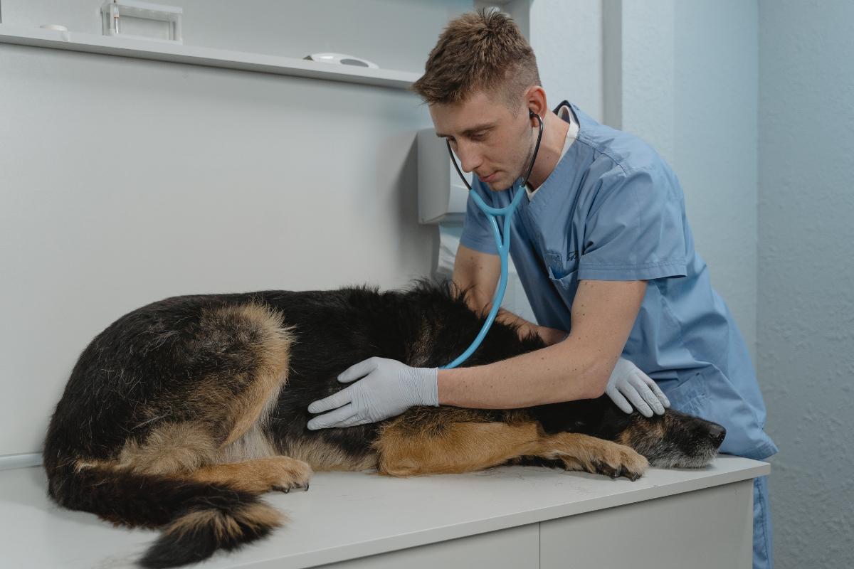 What Does a Hard Bump Mean on a Dog?