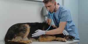 What Does a Hard Bump Mean on a Dog?