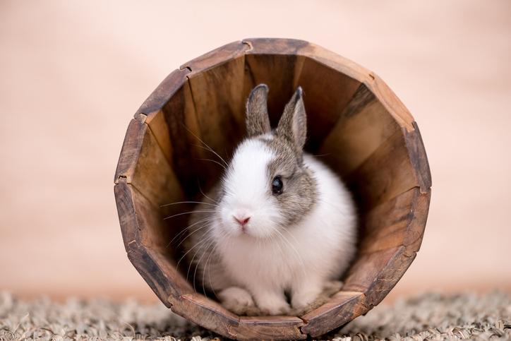 Best Way to Clean a Rabbit's Ears - How to Guide
