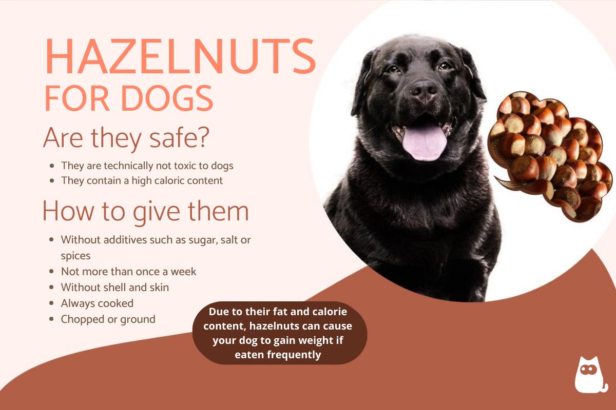 Can Dogs Eat Hazelnuts?