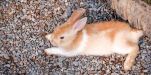 My Rabbit is Dragging Their Back Legs