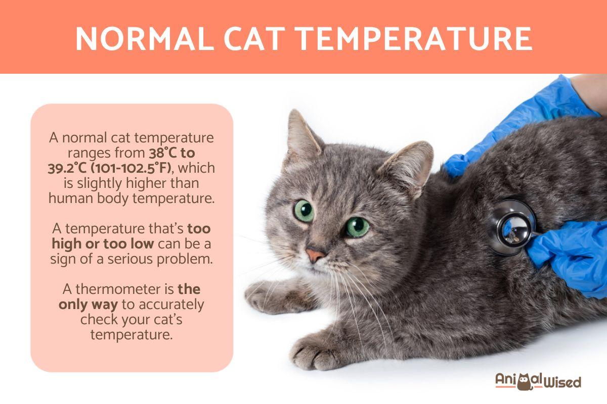 What Is a Normal Cat Temperature?