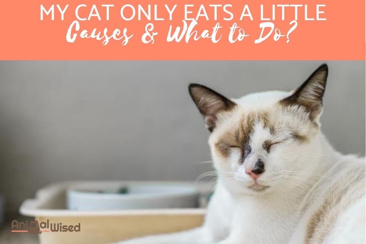 My Cat Only Eats a Little at a Time - Causes and What to Do