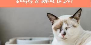 My Cat Only Eats a Little at a Time - Causes and What to Do