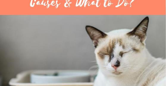 My Cat Only Eats a Little at a Time - Causes and What to Do