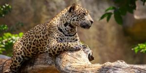 Why Are Jaguars Endangered?