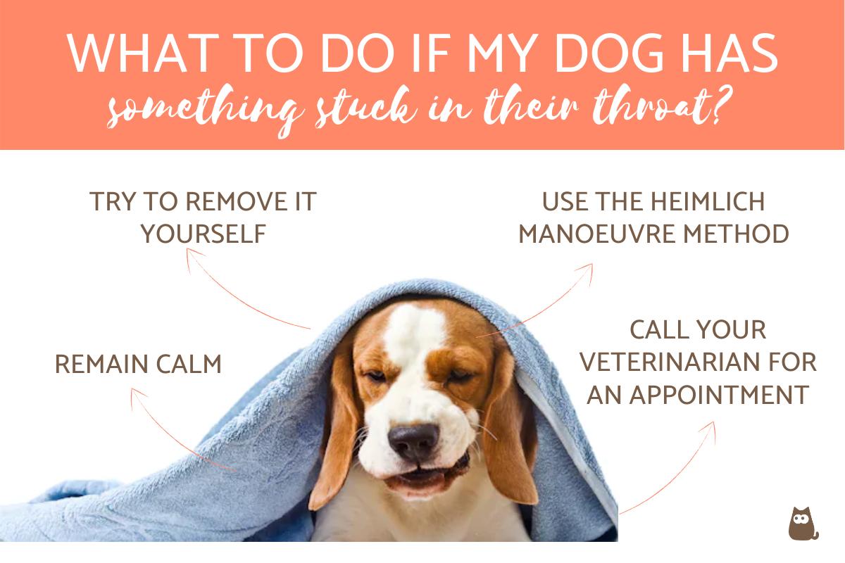 My Dog Has Something Stuck in Their Throat