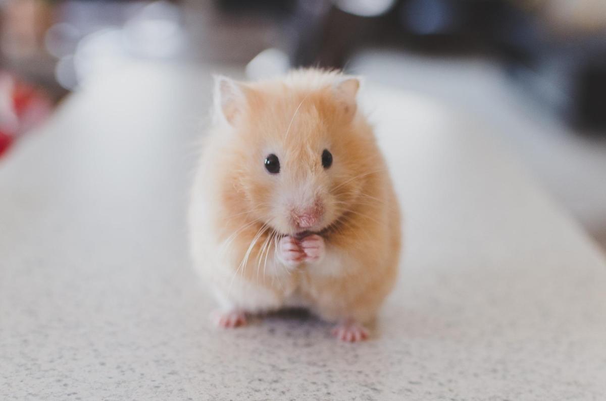Can Hamsters Live Together in the Same Cage?