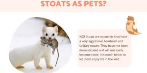 Can You Have a Stoat as a Pet?