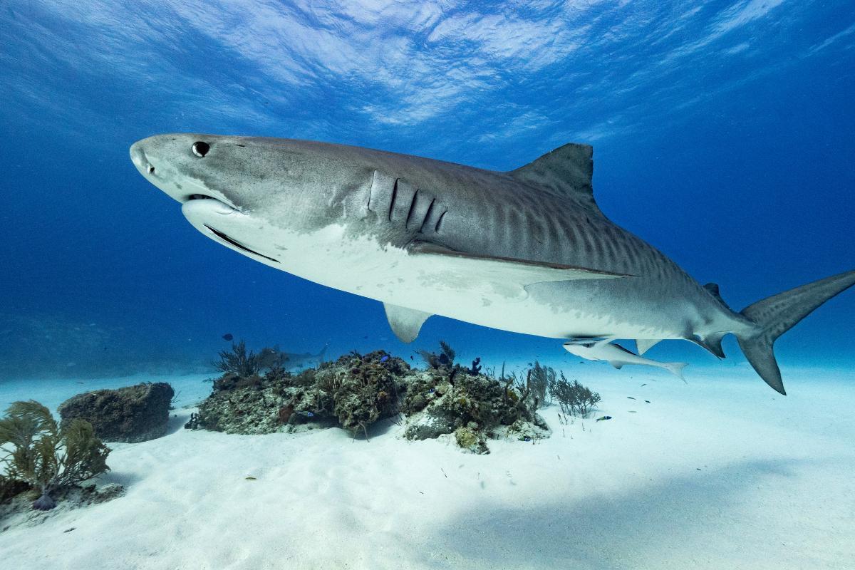 Do Sharks Have Scales?
