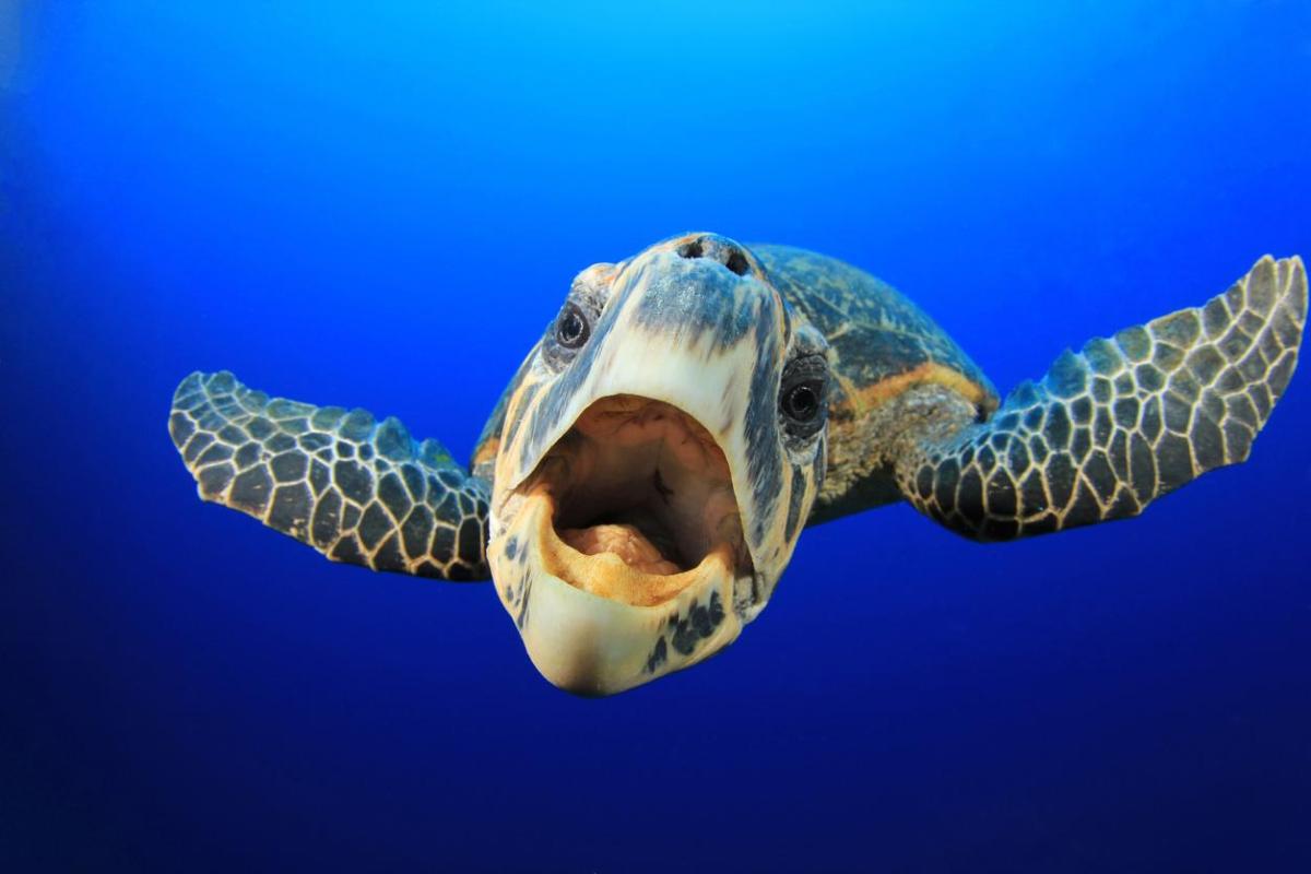 Do Turtles Have Teeth?