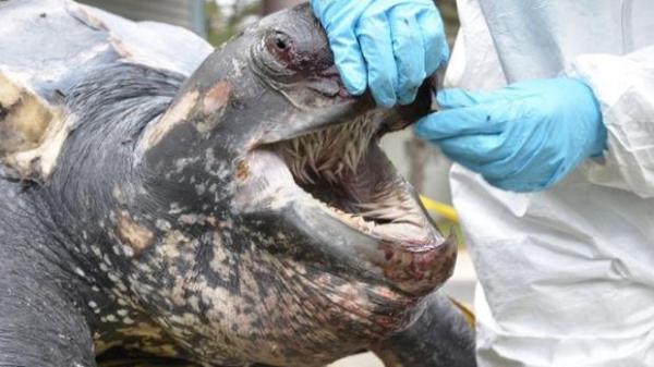Do Turtles Have Teeth? -