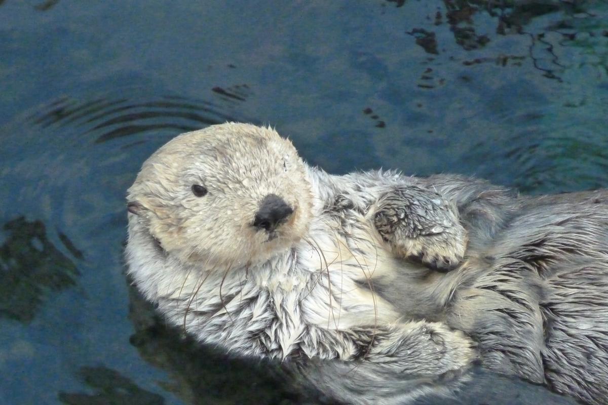 Do Otters Have Pouches? - Sea Otter Pockets