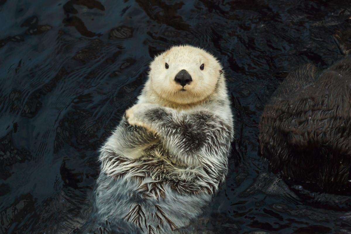 Do Otters Have Pouches?