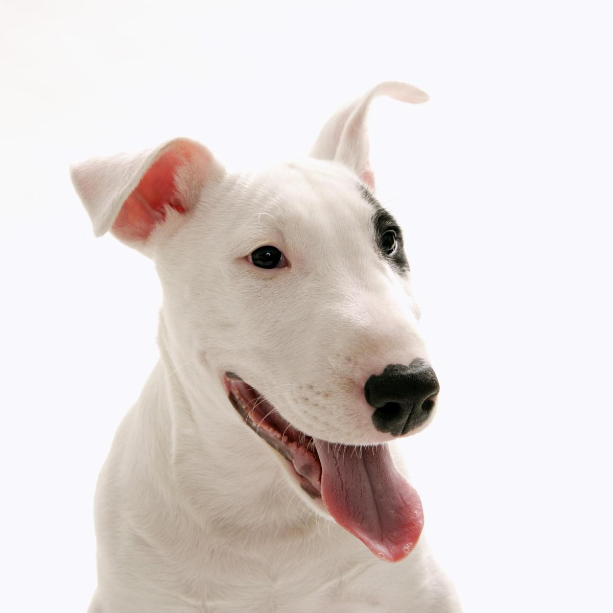 Names for Bull Terrier Dogs