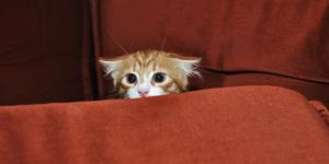 How to Earn a Shy Cat's Trust