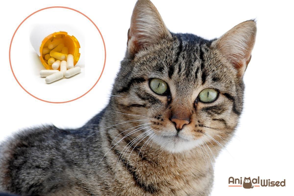 Is Carprofen for Cats Safe?