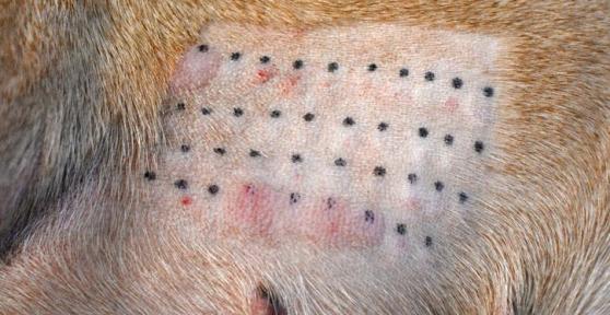 My Dog Has Hives - Symptoms, Causes And Home Remedies