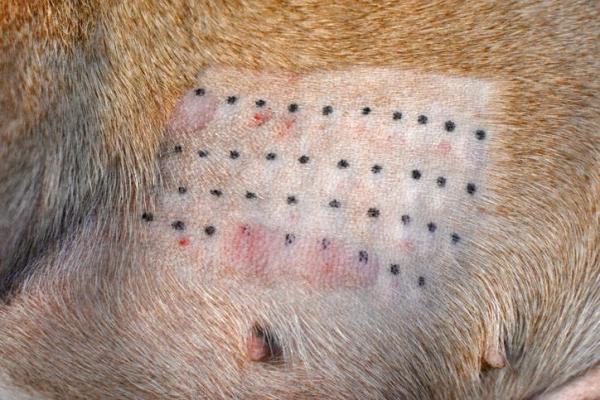 My Dog Has Hives - Symptoms, Causes And Home Remedies