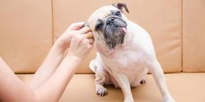 My Dog's Ear Is In Pain - Causes and Pain Relief