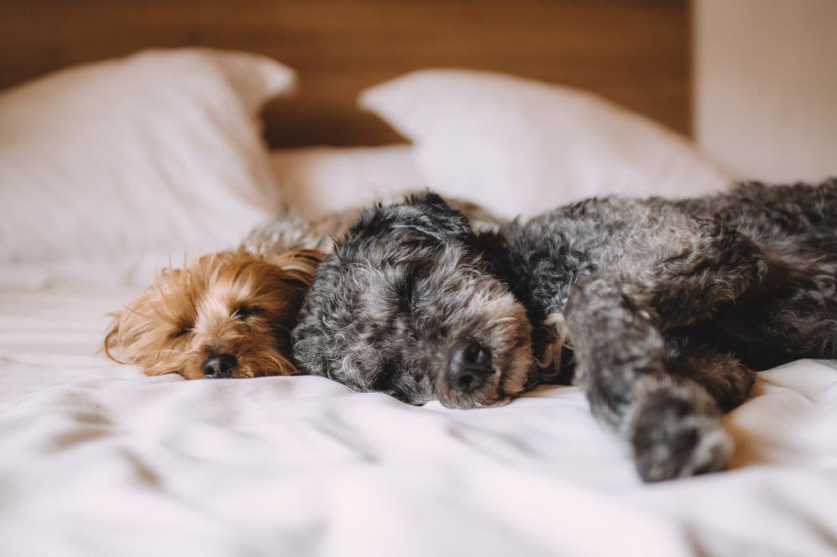 Curly Haired Dog Breeds - List and Description