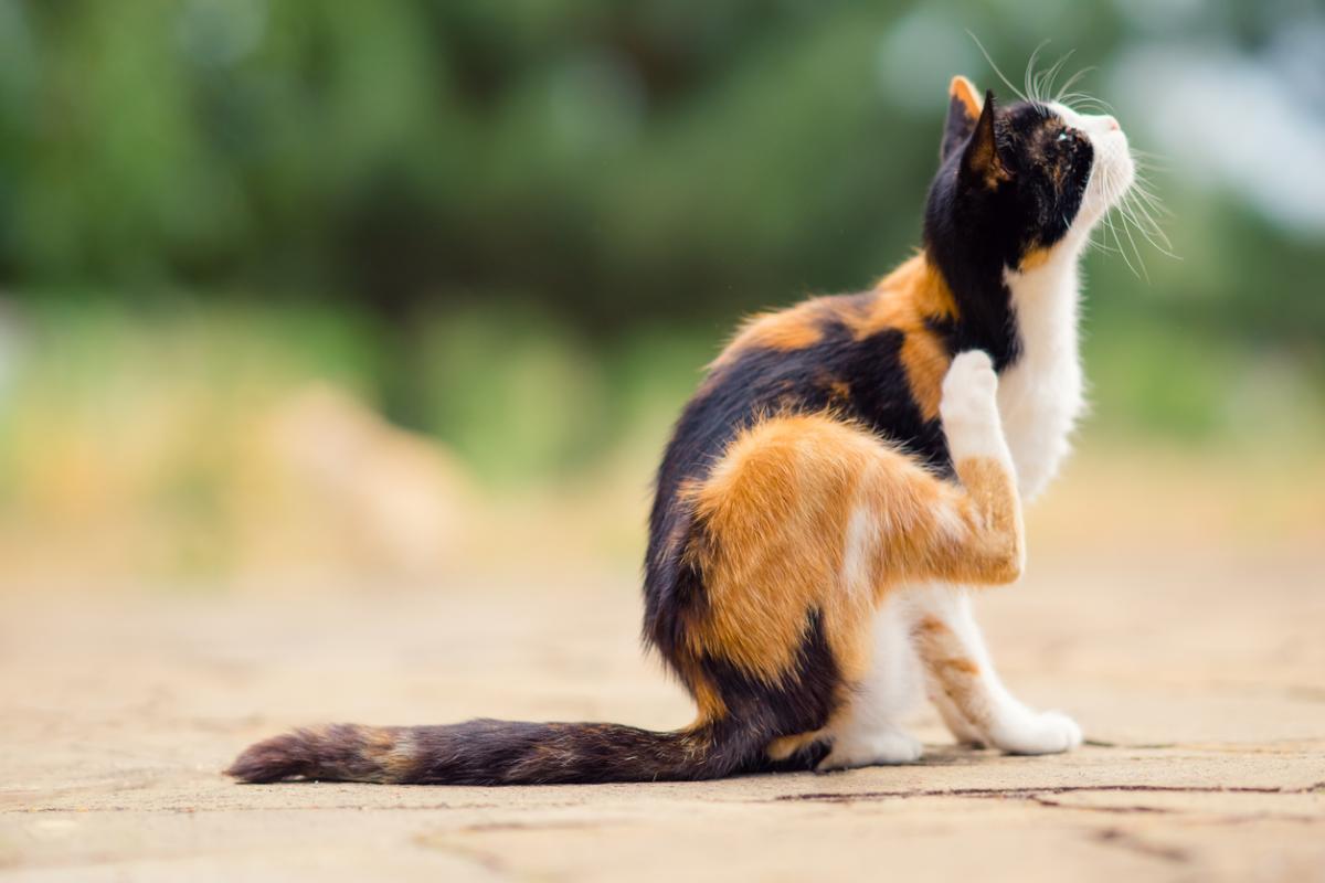 Is Credelio Safe For Cats?